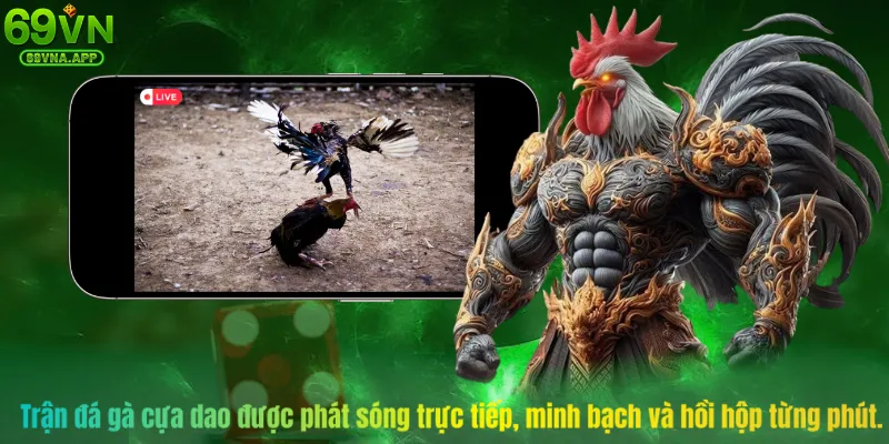  Trận đá gà cựa dao được phát sóng trực tiếp, minh bạch và hồi hộp từng phút.