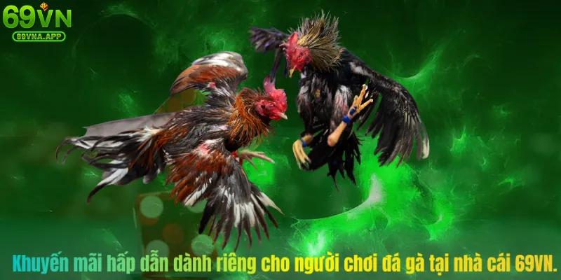  Khuyến mãi hấp dẫn dành riêng cho người chơi đá gà tại nhà cái 69VN.