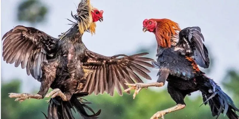 Trận đấu đá gà Campuchia gay cấn tại đấu trường Thomo trên nền tảng 69VN