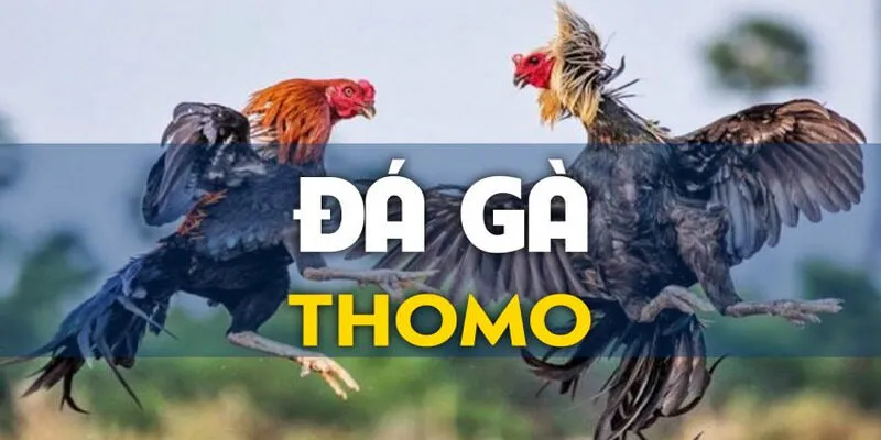Sảnh đá gà Thomo trực tuyến tại nhà cái 69VN