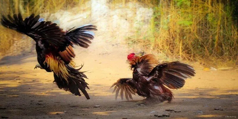 Giao diện đặt cược trận đá gà Thomo tại nhà cái 69VN