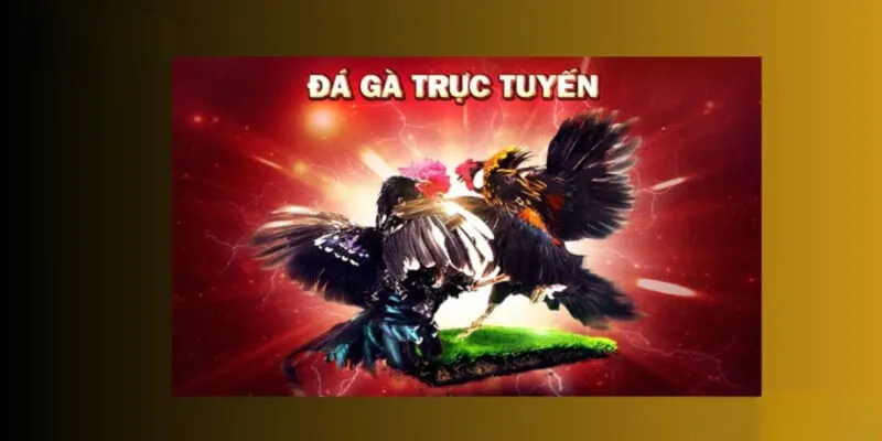 Không khí gay cấn trong trận đá gà truyền thống trên 69VN